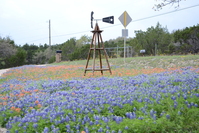 View of the blue bonnets